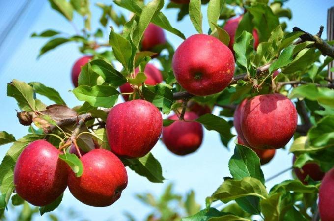 Ko darīt, ja ābolu un plūmju nav nest augļus?