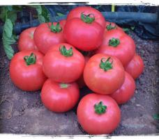 5 šķirņu lielo un gaļīgas tomātiem