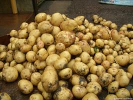 Liekot līdz 15 kg. kartupeļi ar 1 kv. m: metode Kvartalnova