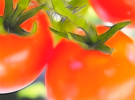 5 veidi, kā paātrināt nogatavošanās tomātiem