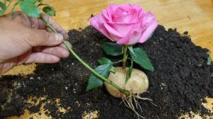 Mistress vērā Maid: kartupeļu rožu