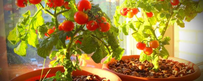 Par labu augļu podos tomāti nepieciešams daudz saules