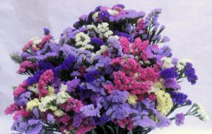 Spilgts ziedu skanīgs nosaukums, ziedēšanas no jūlija līdz oktobrim. Bonus - vispārējo sausie ziedi