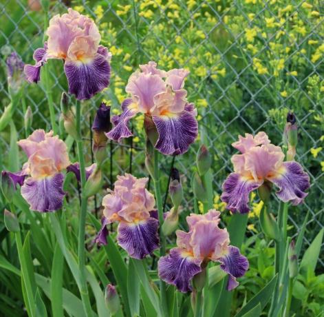 Iris var saukt dievišķa ziedu. Senie grieķi nosauca rūpnīcu godu viņu dievietes Iris, kas nolaižas no debesīm mirstīgo pasaulē pa varavīksnes. Iris un tulko kā "varavīksnes" Vēlāk botāniķi nolēma touch neko nosaukumiem. Un tas ir pareizi!