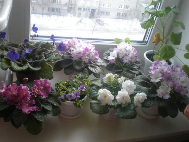 Reti variants: vijolītes, ziedēšanas ziemā. Skatīt: http://ssdosug.ru