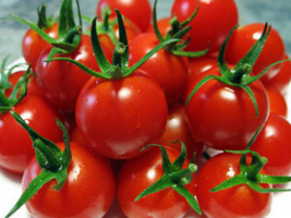 Cherry tomātiem nobriest ātrāk, darīt? Aprūpe un lauksaimniecības metodes