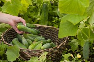 Vienkāršā padomi gurķi aug. Saņemiet Bountiful ražu bez problēmu