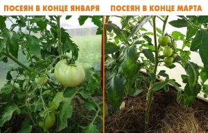 Kā ielej tomātu siltumu, un kāpēc