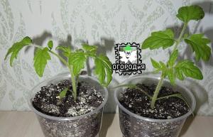 Kopā audzēsim agros tomātus
