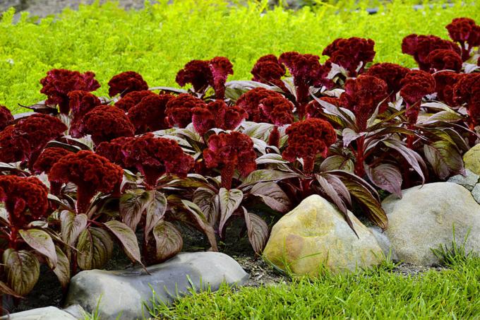 Celosia cristata, sava veida "Dracula". Skatīt: http://semena-sazhency.ru