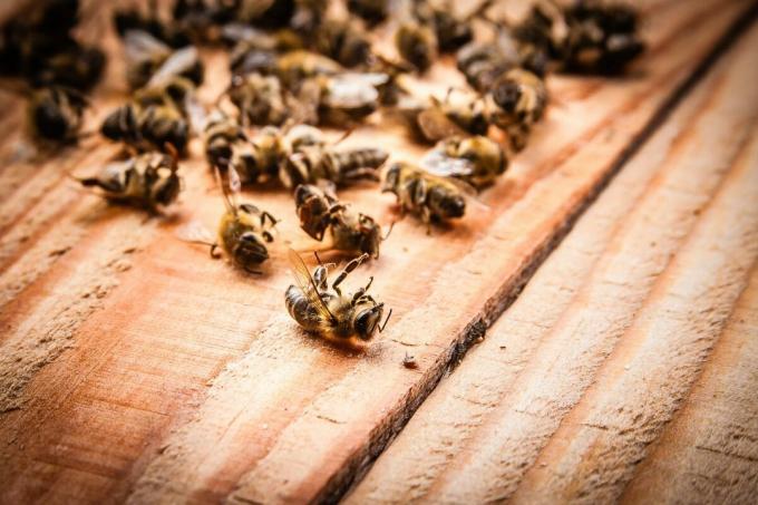 Masu nāve bišu 2019. | ZikZak