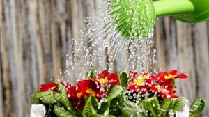 Kā ūdens augus ātrai izaugsmei un devīgs ziedēšanu
